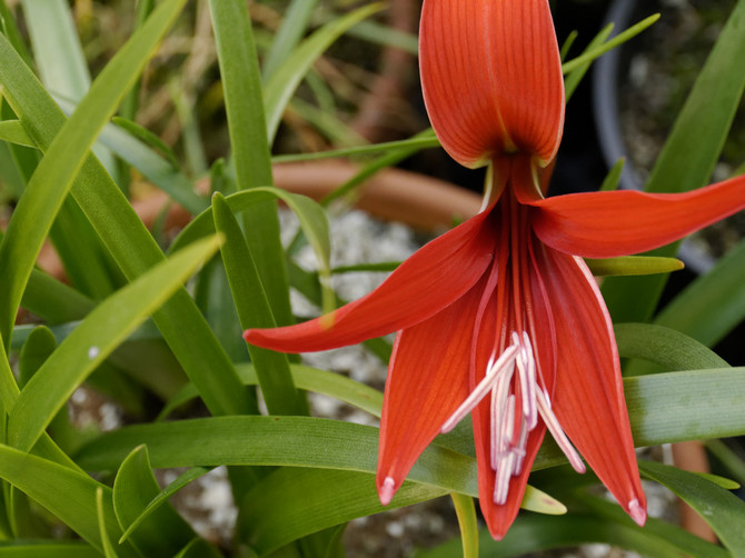 Sprekelia - häusliche Pflege. Sprequelia-Anbau, Transplantation und Reproduktion. Beschreibung. Foto