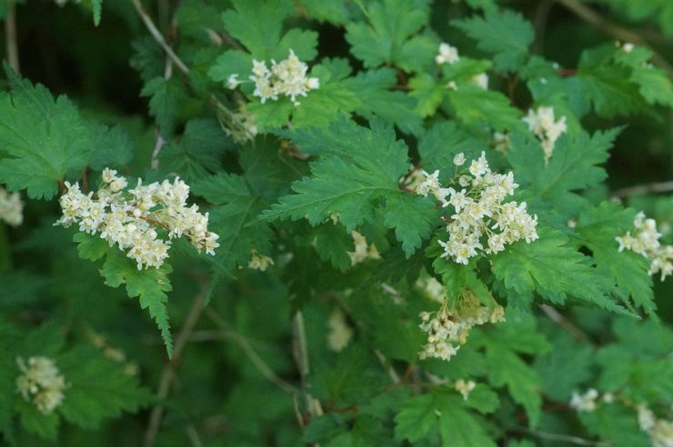 Stefanandra eingeschnitten-leaved