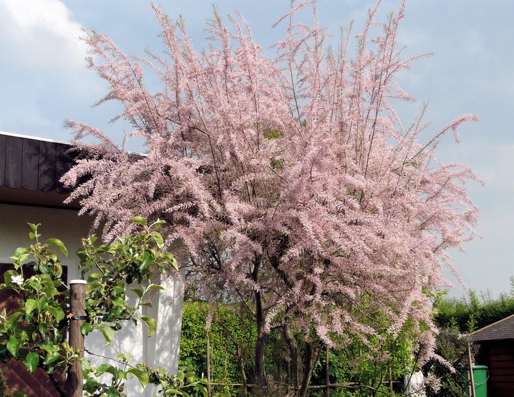 Tamariske im Garten pflegen