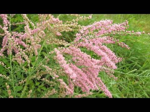 Perlenbusch oder Tamarix