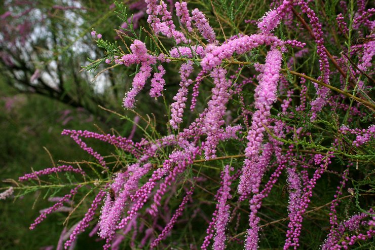 Tamarix: Pflanzung und Pflege im Freiland, Anbau, Fotos und Arten