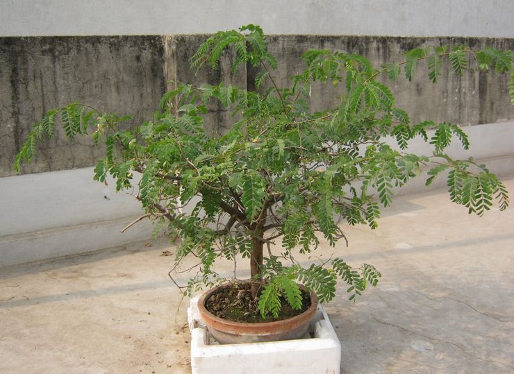 Pěstování tamarindu