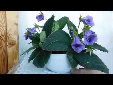 Gloxinia Tydea Violet