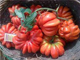 Fruktene av tomater kan være tradisjonelle røde, samt gule, brune, oransje, og formen er rund, langstrakt, hjerteformet, ribbet. Amerikansk ribbet tomat er en sort som mange gartnere liker å vokse i hagene sine. Det er ingen eksakte data om valget, så dette