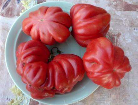 Gärtner, die Tomaten der amerikanischen Rippensorte anbauen, bemerken unter ihren positiven Eigenschaften ein schönes Aussehen, gute Trockenheitstoleranz, Immunität gegen Krankheiten, ausreichend