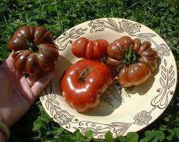 Für Sämlinge werden amerikanische gerippte Tomatensamen etwas mehr als zwei Monate vor dem Umpflanzen der gewachsenen Pflanzen in offenen Boden gesät. Der Tauchgang wird durchgeführt, wenn die Sämlinge zwei echte Blätter haben. Wenn geplant ist, einen Busch in zwei oder drei Zweigen zu bilden, dann tr