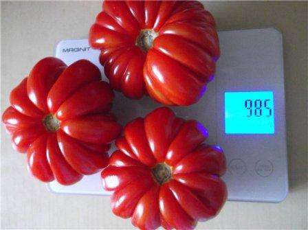 Sie können die Reife von Tomaten anhand ihres Aussehens bestimmen: Ihre Haut bekommt Glanz. Ernten Sie die Früchte bei Bedarf vor der Reifung, sie werden in Papiertüten oder in der Nähe von Bananen aufbereitet oder