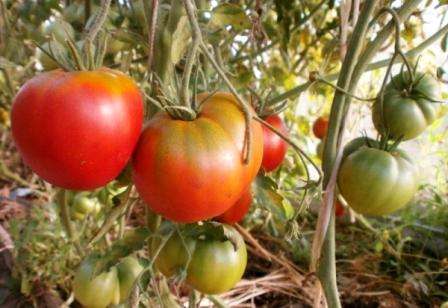 Guter Geschmack. Wenn Sie aromatische Tomaten lieben, dann ist diese Sorte genau das Richtige für Sie. Mehrmals Tomatenkosmonaut Volkov