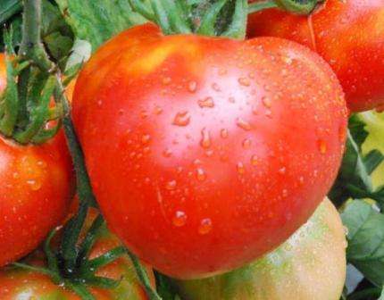 Tomatenkosmonaut Volkov: Bewertungen, Fotos, wer gepflanzt
