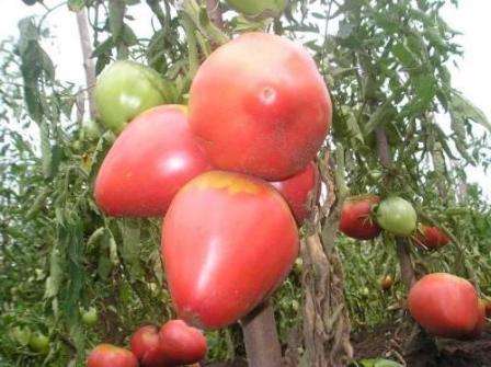 Diese Sorte ist keine Hybride, sodass Sie Samen für den zukünftigen Anbau ernten können. Rose Honey ist eine Tomate, die für den Gewächshaus- und Freilandanbau geeignet ist.