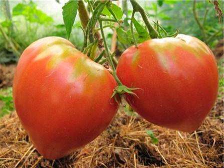 Hohe Lufttemperaturen sind der Feind von Pink Honey Tomaten. Sobald die Temperatur auf dem Thermometer über 35 Grad steigt, stoppt die Bestäubung sofort und Sie sehen möglicherweise keine reiche Ernte.