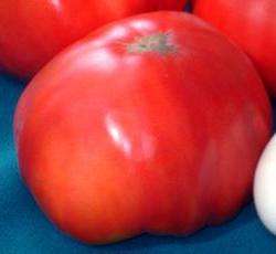 Achten Sie darauf, dass kein direktes Sonnenlicht auf die Tomatensträucher fällt, sonst verfärben sich die Blätter gelb. Sorte 