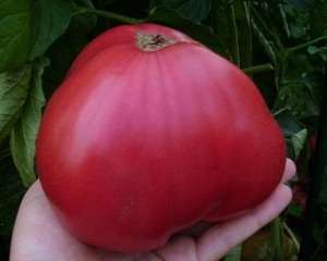 Tomato Pink Honey: Eigenschaften und Beschreibung der Sorte. Foto