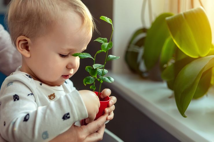 Topp 10 innendørs planter for barnehage