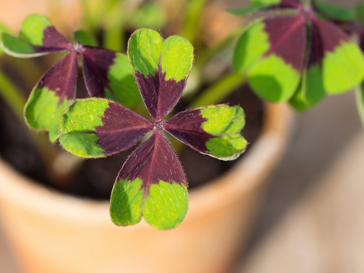 Oxalis או oxalis indoor הוא צמח בית עשבוני המביא מזל טוב ומזל בכל העניינים.