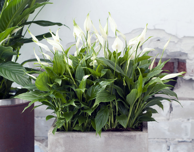 Spathiphyllum הוא הפרח הפופולרי ביותר המביא אושר לבית, או ליתר דיוק אושר נשי.