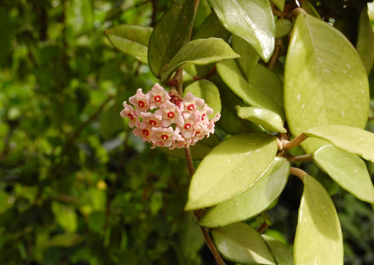 Hoya או 