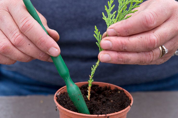 Thuja -pistokkaat