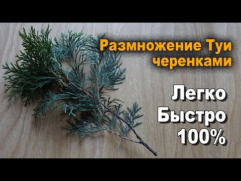 Thuja -pistokkaiden jäljentäminen ja viljely omilla käsillä kotona