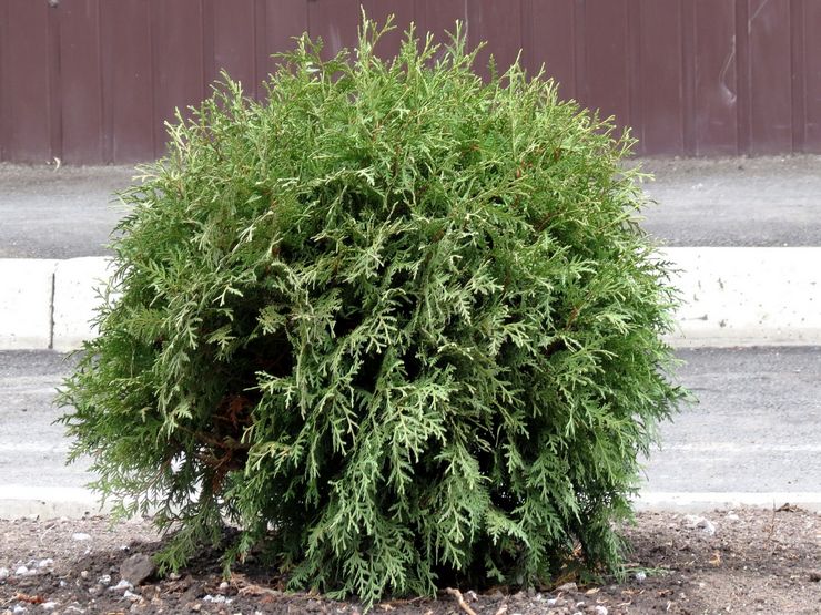 Thuja korea