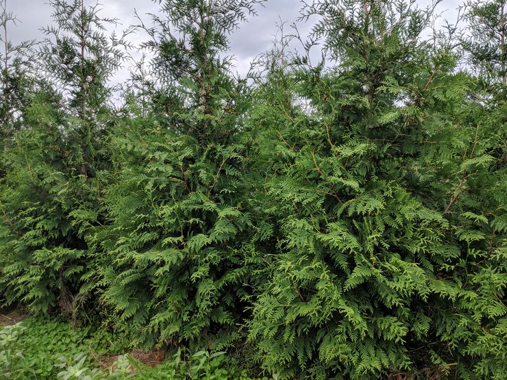 Thuja japonica