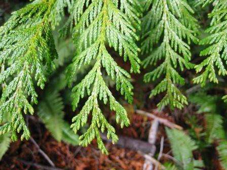 Sie können experimentieren, indem Sie versuchen, Thuja auf verschiedene Weise anzubauen. Aber wie erfahrene Gärtner sagen, ist die Vermehrung durch Stecklinge die effektivste und zuverlässigste Methode.