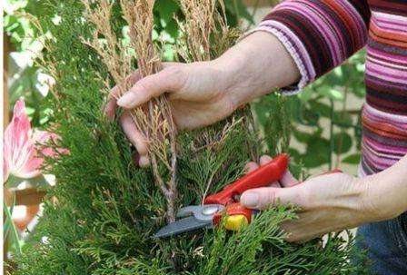 Bis zum Alter von drei Jahren wird die Thuja nicht beschnitten, damit sie gut Wurzeln schlagen kann und ihre Bedürfnisse bestimmt werden. Ab dem 3. Jahr wird beschnitten, getrocknete Äste werden entfernt und in die gewünschte Form gebracht. Triebe werden nicht mehr als 1/3 abgeschnitten. Die Beschneidung erfolgt im späten Frühjahr und frühen Herbst.