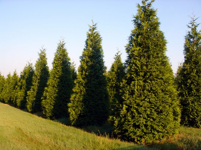 Thuja brettet eller gigantisk. Bilder og varianter av thuja nåletre