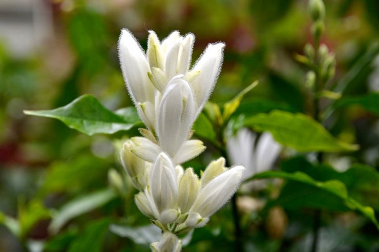 Whitefeldia longifolia