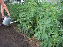 Použití jódu jako vrchního obvazu na rajčata Dva týdny po výsadbě sazenic rajčat ve skleníku můžete zkusit hnojit keře jodovým roztokem.