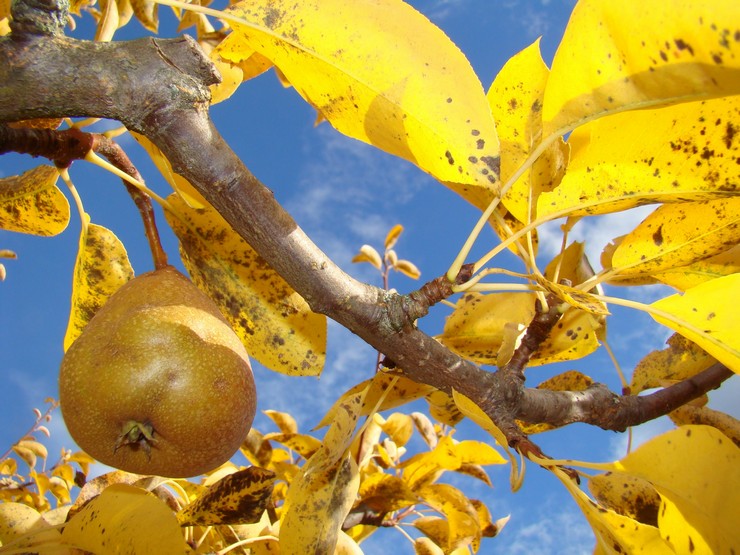 Birnenpflege im Herbst und Vorbereitung auf den Winter