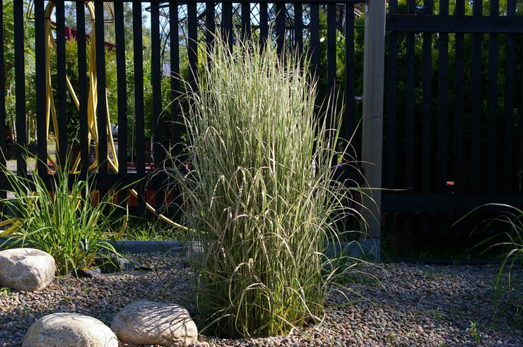 Schilfgras im Garten anbauen