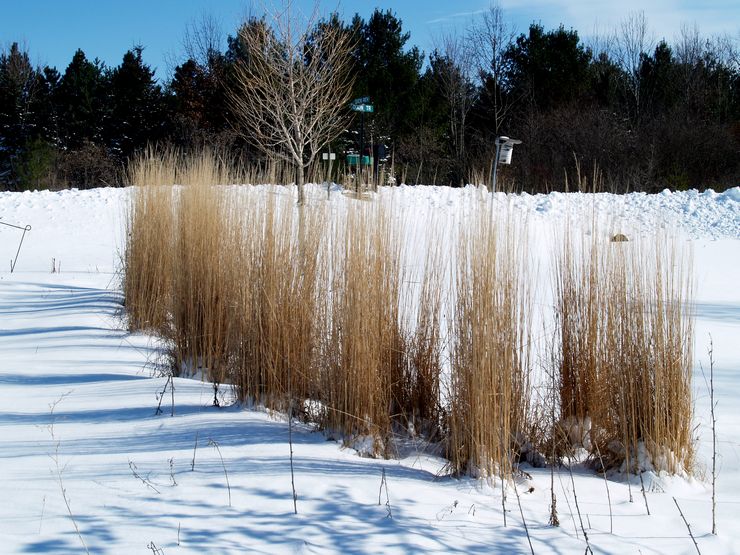 Pflege von Schilfgras im Winter