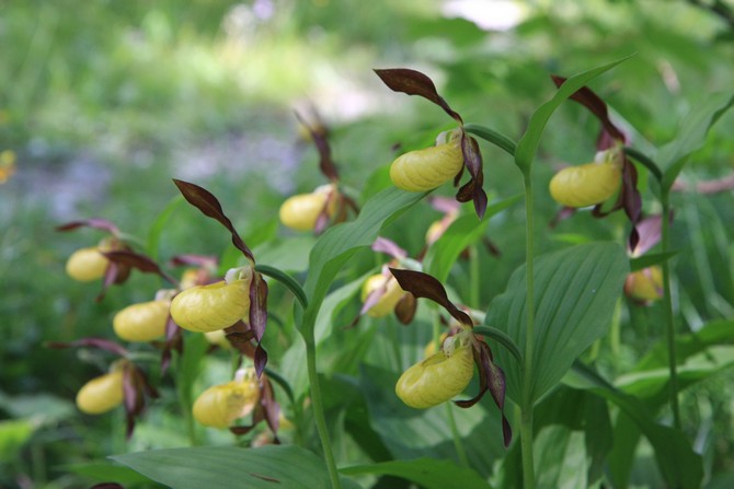 Paphiopedilum potřebuje pravidelnou zálivku, stejnou po celý rok