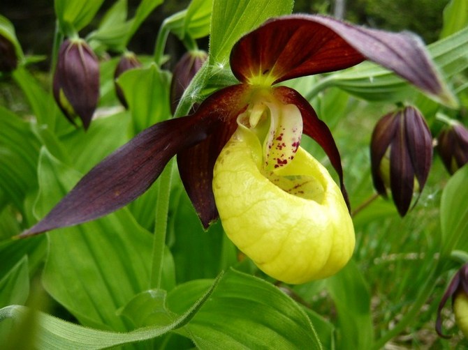 Naisen tohveli. Paphiopedilum. Kasvava ja huolehtiva kotona