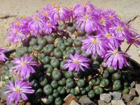Conophytum En lavvoksende plante bestående av pålitelige, avrundede, tette blader med en farge fra grønngrå til mørk brun. Den tåler ekstreme temperaturer, lav luftfuktighet og lyse salter.