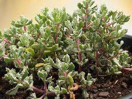 Oscularia er en flerårig busket plante. Bladene er grønngrå, små, kjøttfulle. Planten tåler godt varm, tørr luft og lys sol. Vanning er moderat, jorden bør tørke ut mellom vanningene i et par sa