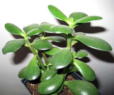 Crassula En buskete plante med små, saftige blader i farger fra lysegrønn til rødbrun. Lettstelt anlegg, motstandsdyktig mot høye og lave temperaturer og tørr luft. Sommer tre