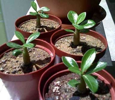 Adenium Den har en trelignende stamme og mange små blader. Elsker varme og fuktighet. Spray plantens blader en gang om dagen