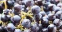 יין תוצרת בית העשוי מענבי איזבלה. מתכונים וסרטונים