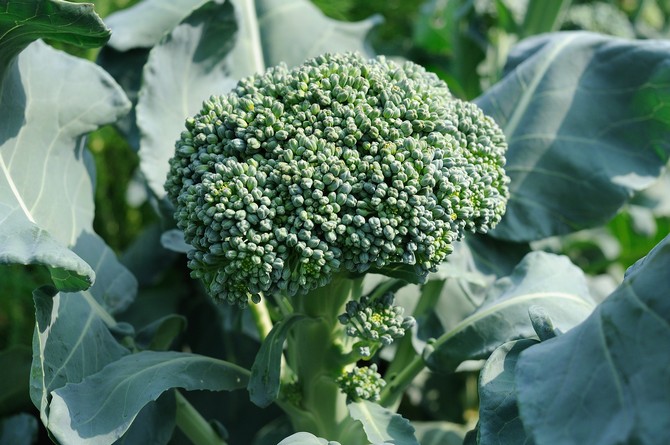Brokkoli ähnelt im Aussehen Blumenkohl, nur von einem grau-grünen Farbton