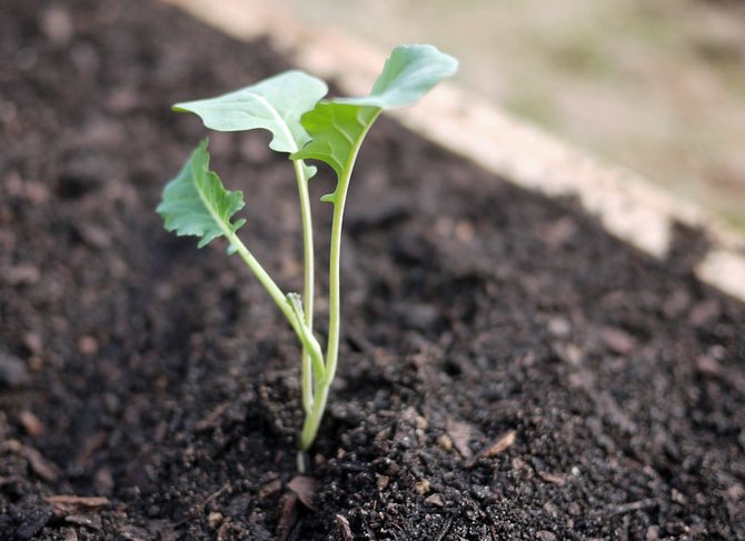 Wenn junge Pflanzen das fünfte und sechste echte Blatt freisetzen, kann Brokkoli auf offenen Boden übertragen werden.
