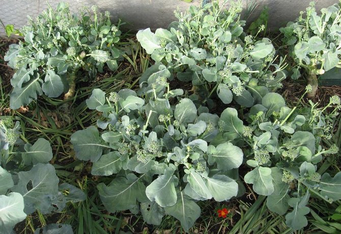 Brokkoli gießen, pflegen und füttern