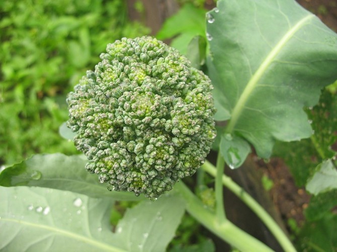 Brokkoli anbauen: Regeln und landwirtschaftliche Techniken