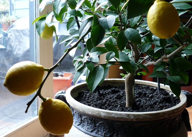 Péče o citrusové rostliny v bytě