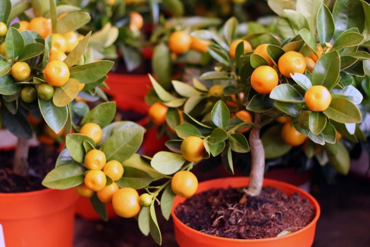 Pěstování citrusových plodů doma