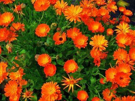 Calendula: Kasvaa siemenistä, milloin istuttaa. Neuvoja