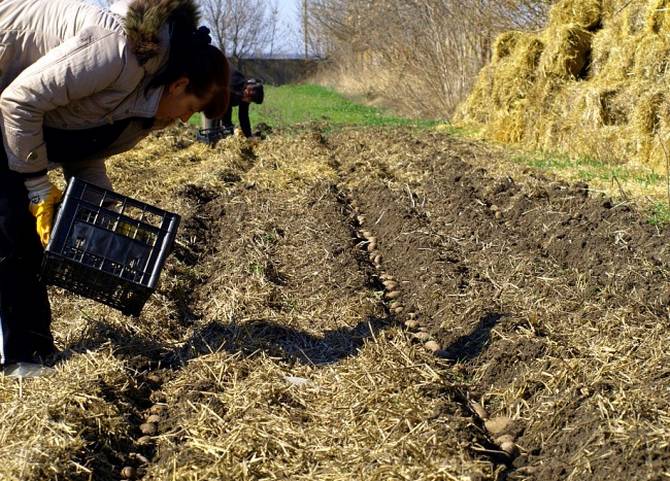 טכנולוגיה חקלאית לגידול תפוחי אדמה מתחת לקש