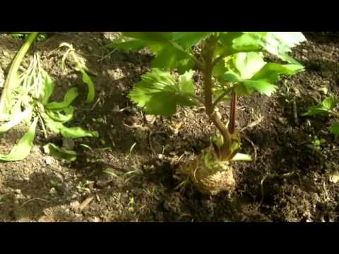 Garten und Gemüsegarten: Geheimnisse und Pflege des Wurzelsellerieanbaus