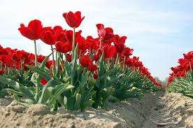 Pokud dodržíte technologii pěstování, můžete vypěstovat dobrý výnos tulipánů například ze čtverce